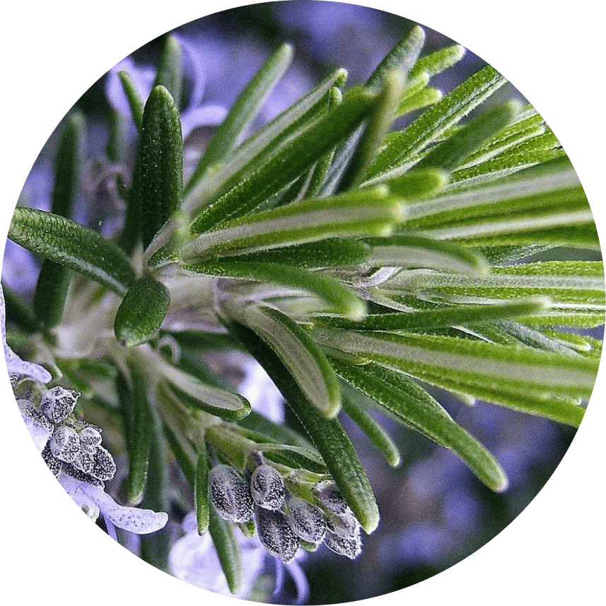 ALMETTE с розмарином